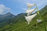 15 Giglio di monte (Paradisia liliastrum)